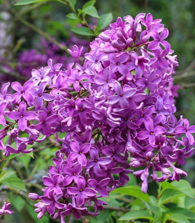 Syringa chinensis 'Saugeana'